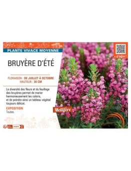 Erica vagans BRUYERE D'ÉTÉ (rose foncé)
