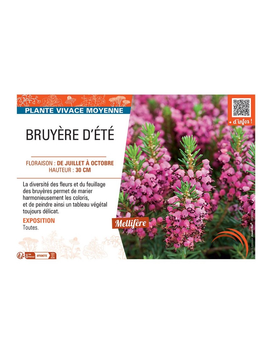 Erica vagans BRUYERE D'ÉTÉ (rose foncé)