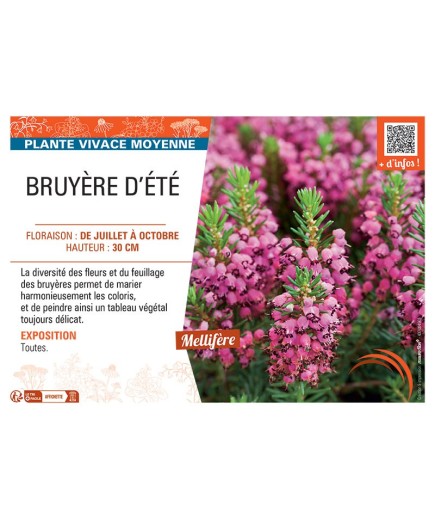 Erica vagans BRUYERE D'ÉTÉ (rose foncé)