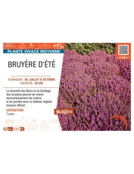 Erica vagans BRUYERE D'ÉTÉ (rouge)