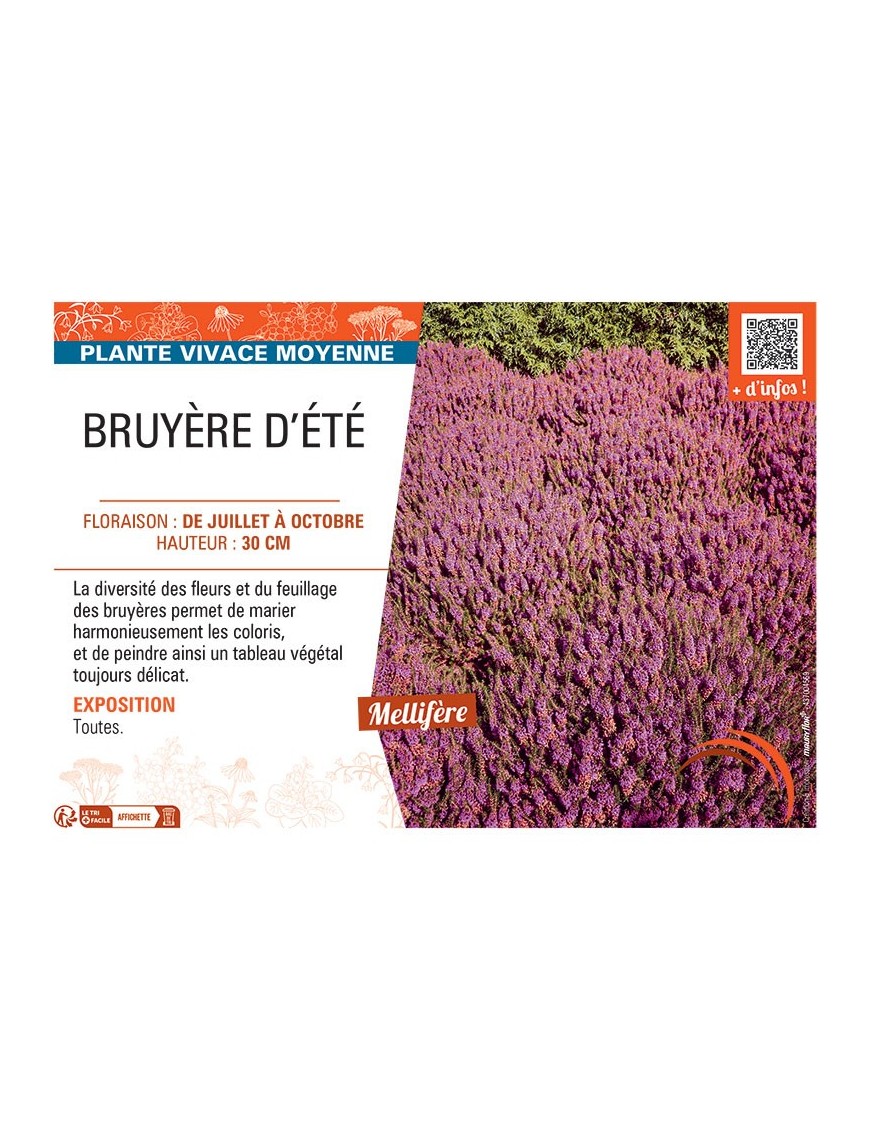 Erica vagans BRUYERE D'ÉTÉ (rouge)