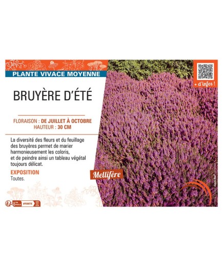 Erica vagans BRUYERE D'ÉTÉ (rouge)