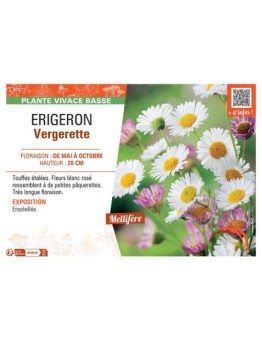 Erigeron karvinskianus Erigeron Vergerette (blanche)