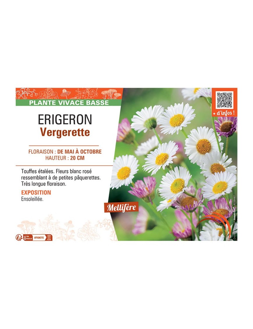 Erigeron karvinskianus Erigeron Vergerette (blanche)