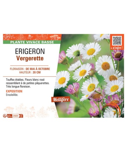 Erigeron karvinskianus Erigeron Vergerette (blanche)