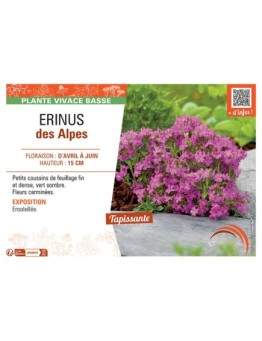 Erinus des Alpes (rose)