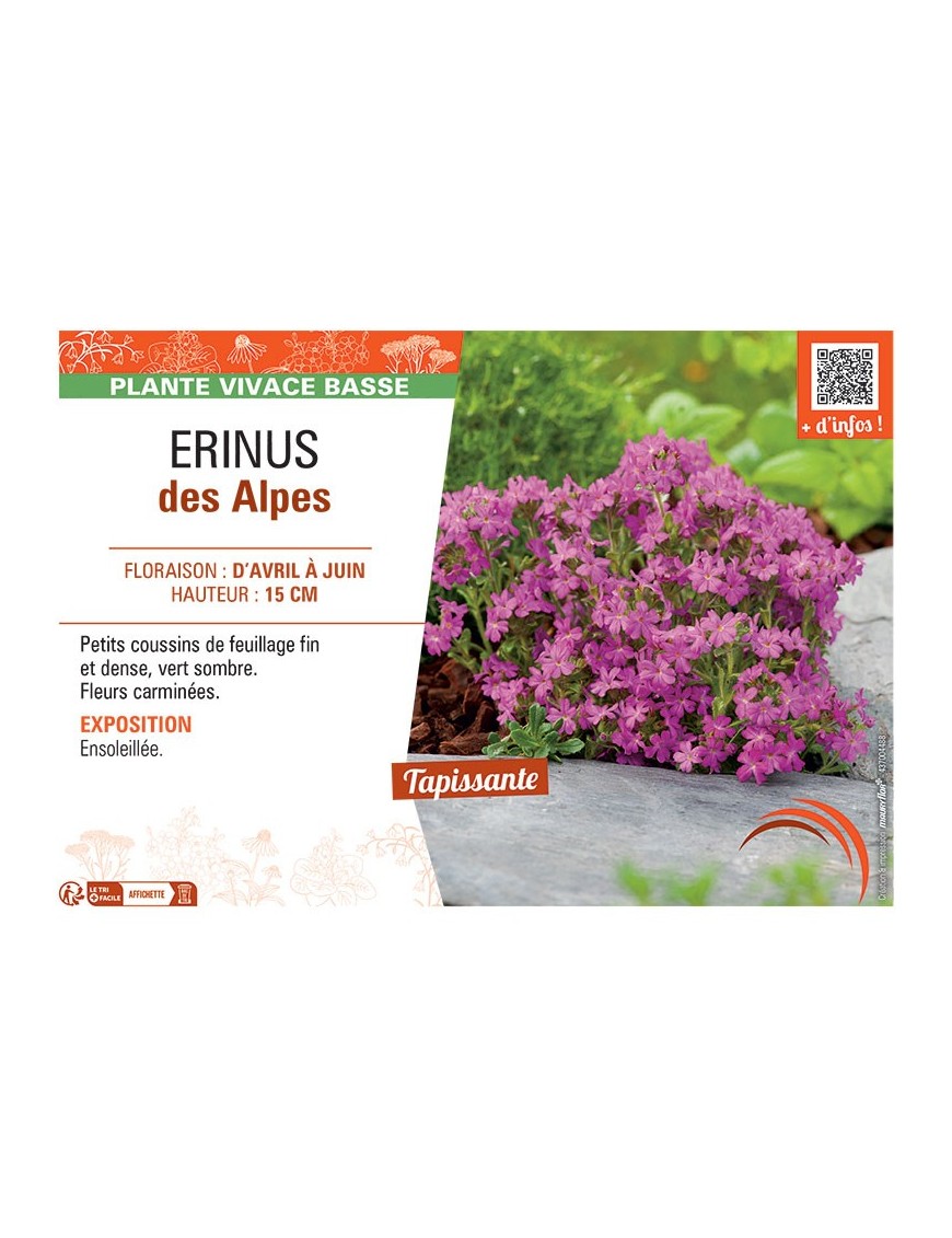 Erinus des Alpes (rose)