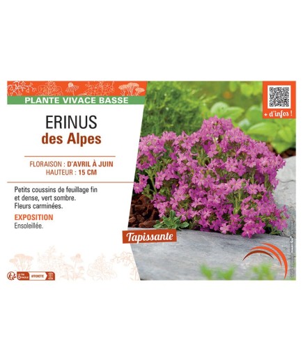 Erinus des Alpes (rose)
