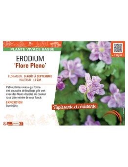 ERODIUM FLORE PLENO