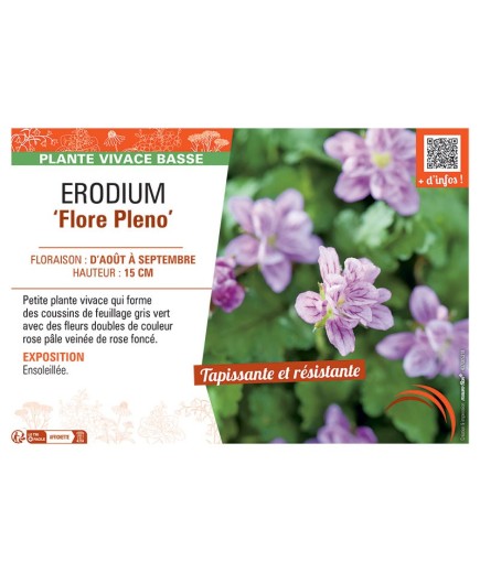 ERODIUM FLORE PLENO
