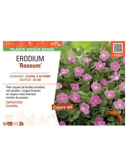 ERODIUM ROSEUM