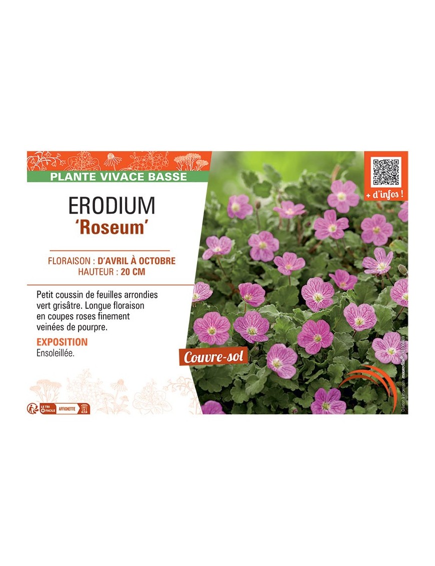 ERODIUM ROSEUM