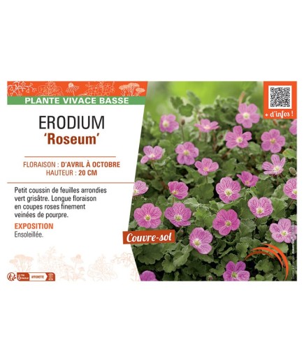 ERODIUM ROSEUM