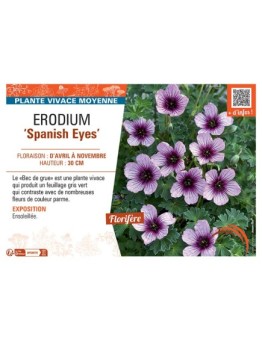 ERODIUM SPANISH EYES