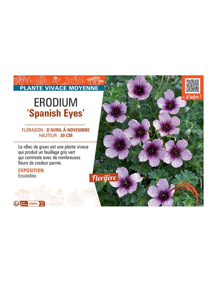 ERODIUM SPANISH EYES