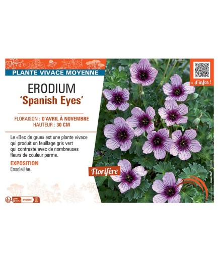 ERODIUM SPANISH EYES