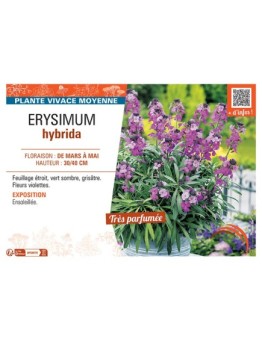 ERYSIMUM HYBRIDA (violet)