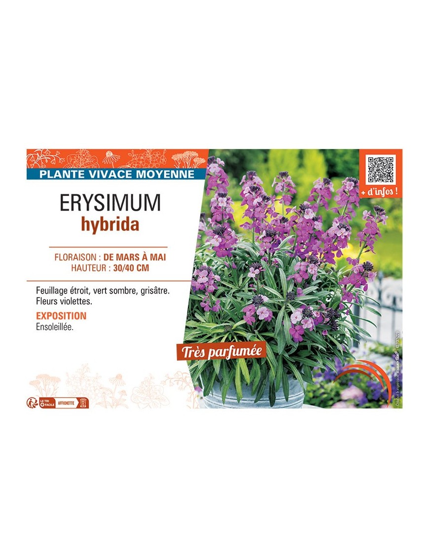 ERYSIMUM HYBRIDA (violet)