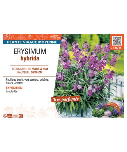 ERYSIMUM HYBRIDA (violet)