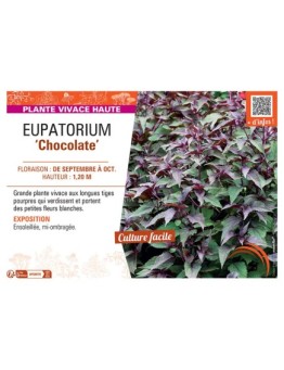 EUPATORIUM CHOCOLATE