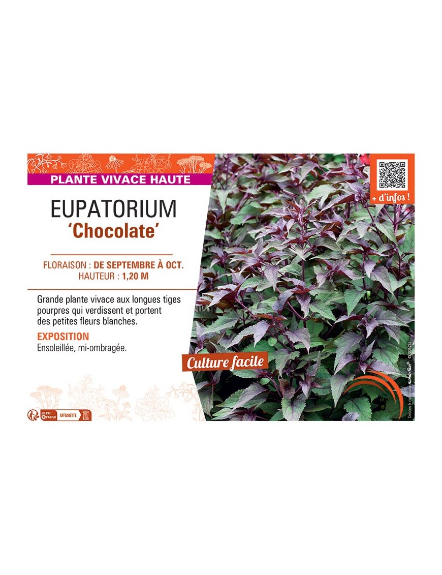 EUPATORIUM CHOCOLATE