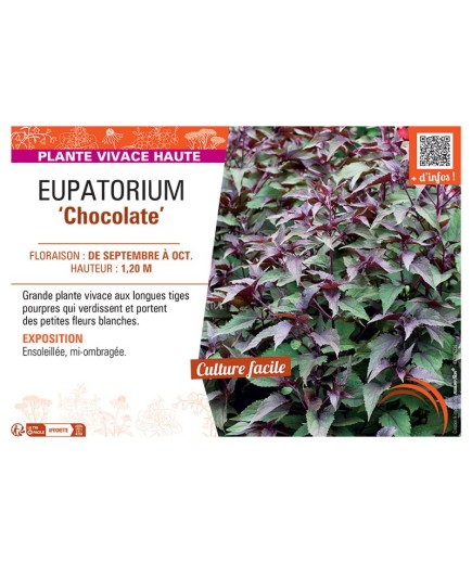 EUPATORIUM CHOCOLATE