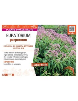 EUPATORIUM PURPUREUM