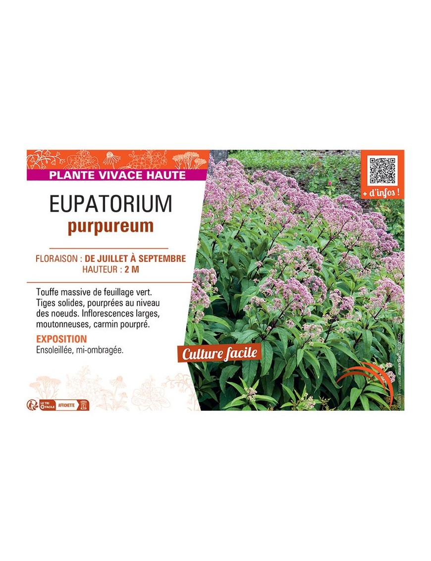 EUPATORIUM PURPUREUM