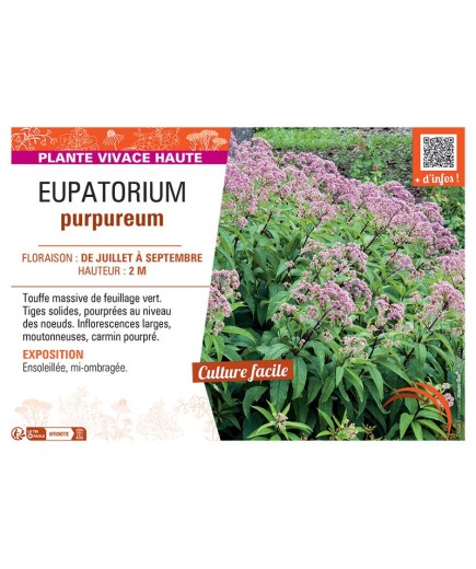 EUPATORIUM PURPUREUM