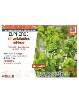 EUPHORBE AMYGDALOIDES ROBBIAE