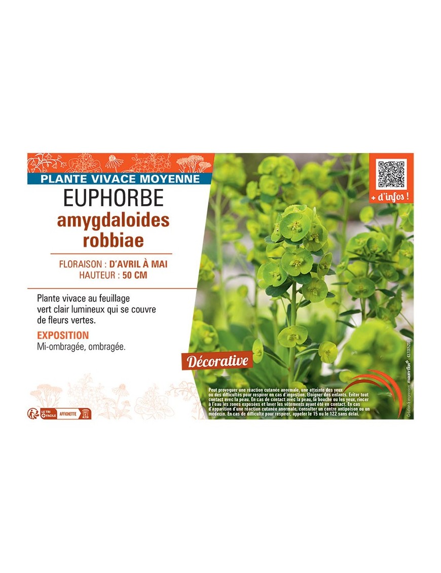 EUPHORBE AMYGDALOIDES ROBBIAE