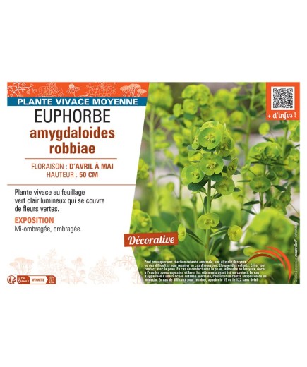 EUPHORBE AMYGDALOIDES ROBBIAE