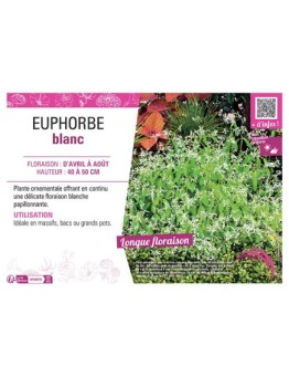 EUPHORBE BLANC
