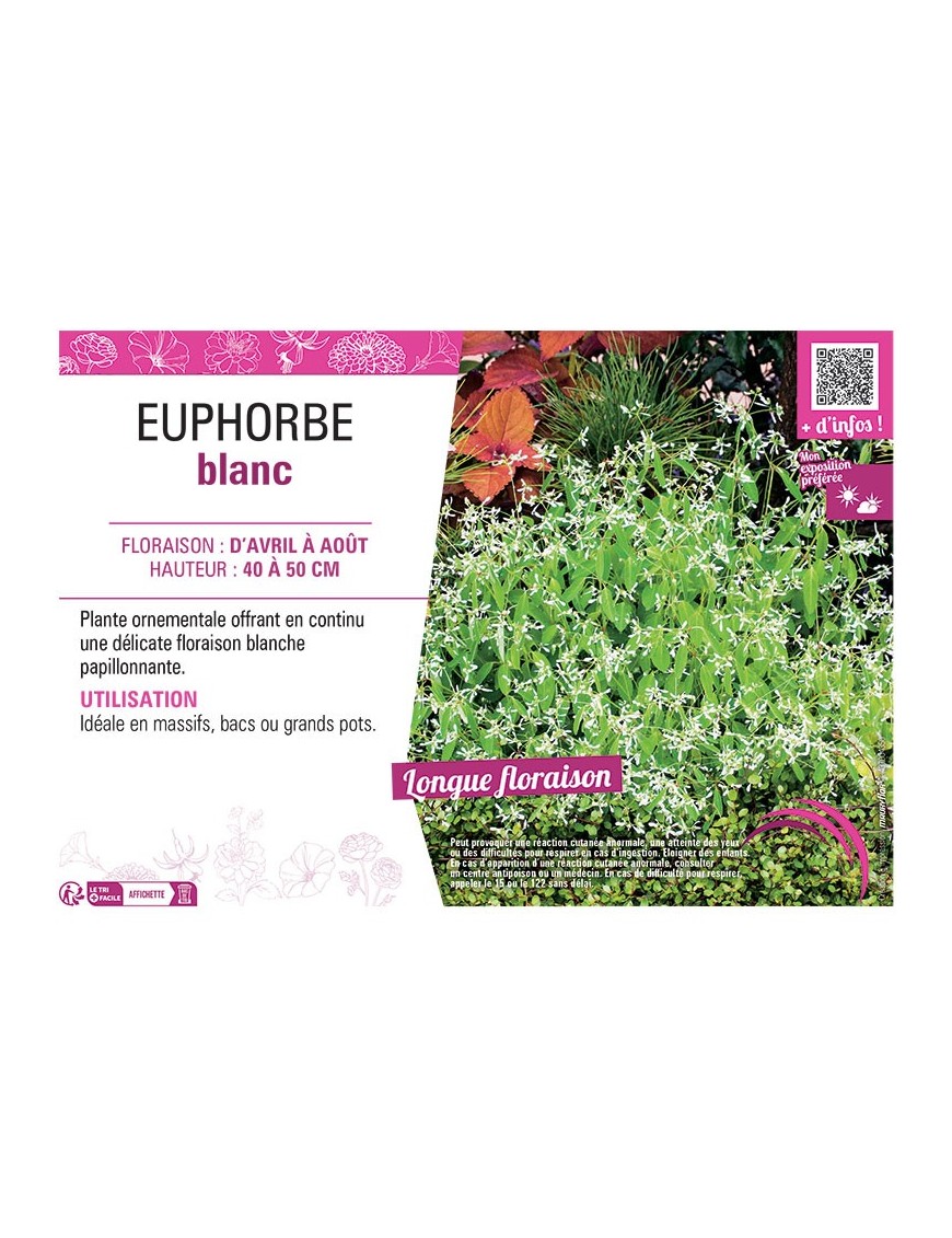 EUPHORBE BLANC