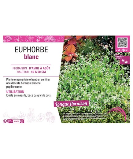 EUPHORBE BLANC