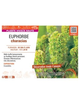 EUPHORBE CHARACIAS