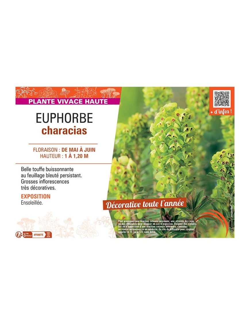 EUPHORBE CHARACIAS