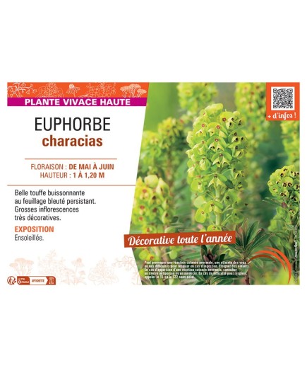 EUPHORBE CHARACIAS
