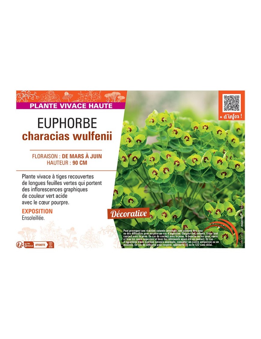EUPHORBE CHARACIAS WULFENII