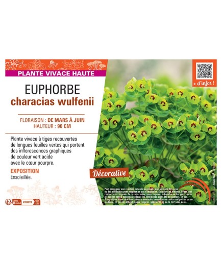EUPHORBE CHARACIAS WULFENII