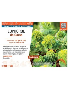 EUPHORBE DE CORSE