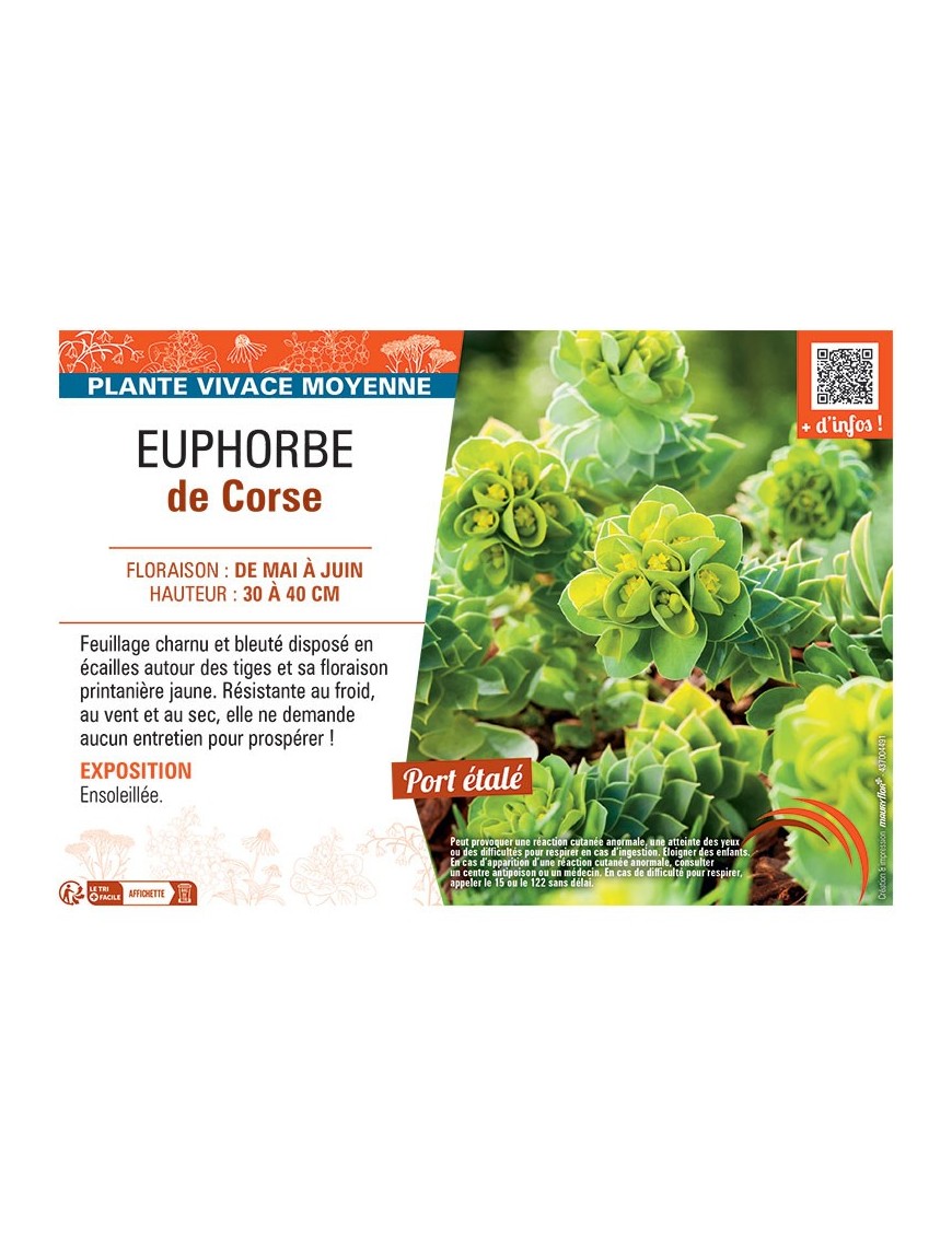 EUPHORBE DE CORSE