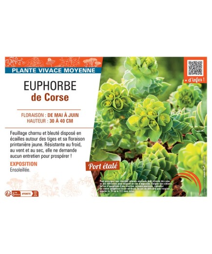 EUPHORBE DE CORSE