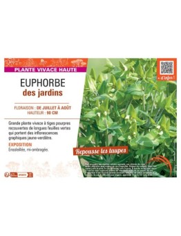 EUPHORBE DES JARDINS