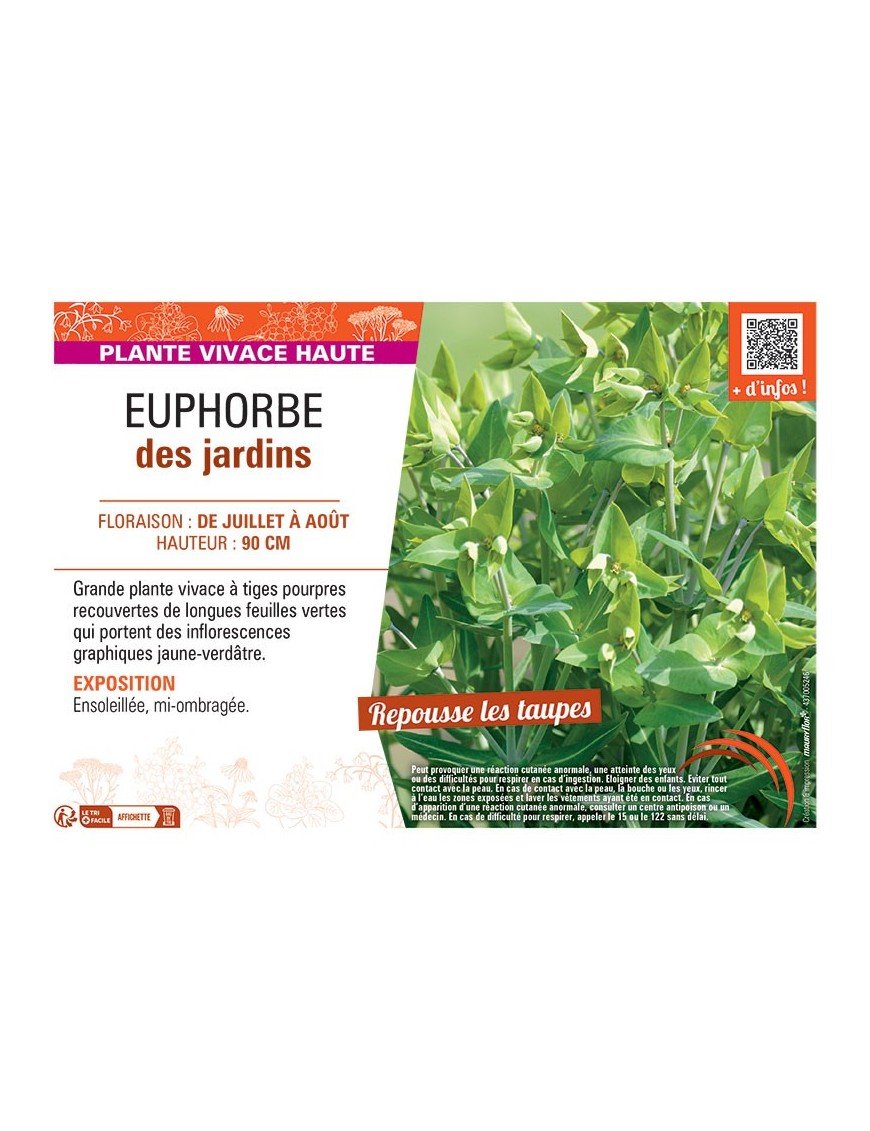 EUPHORBE DES JARDINS