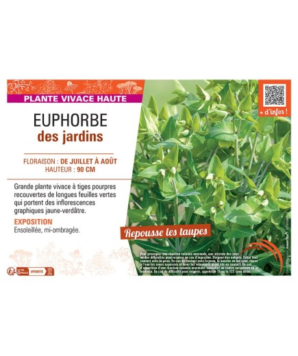 EUPHORBE DES JARDINS
