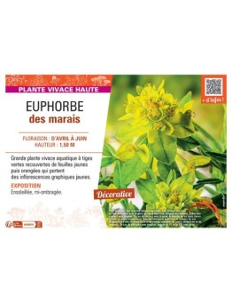 EUPHORBE DES MARAIS