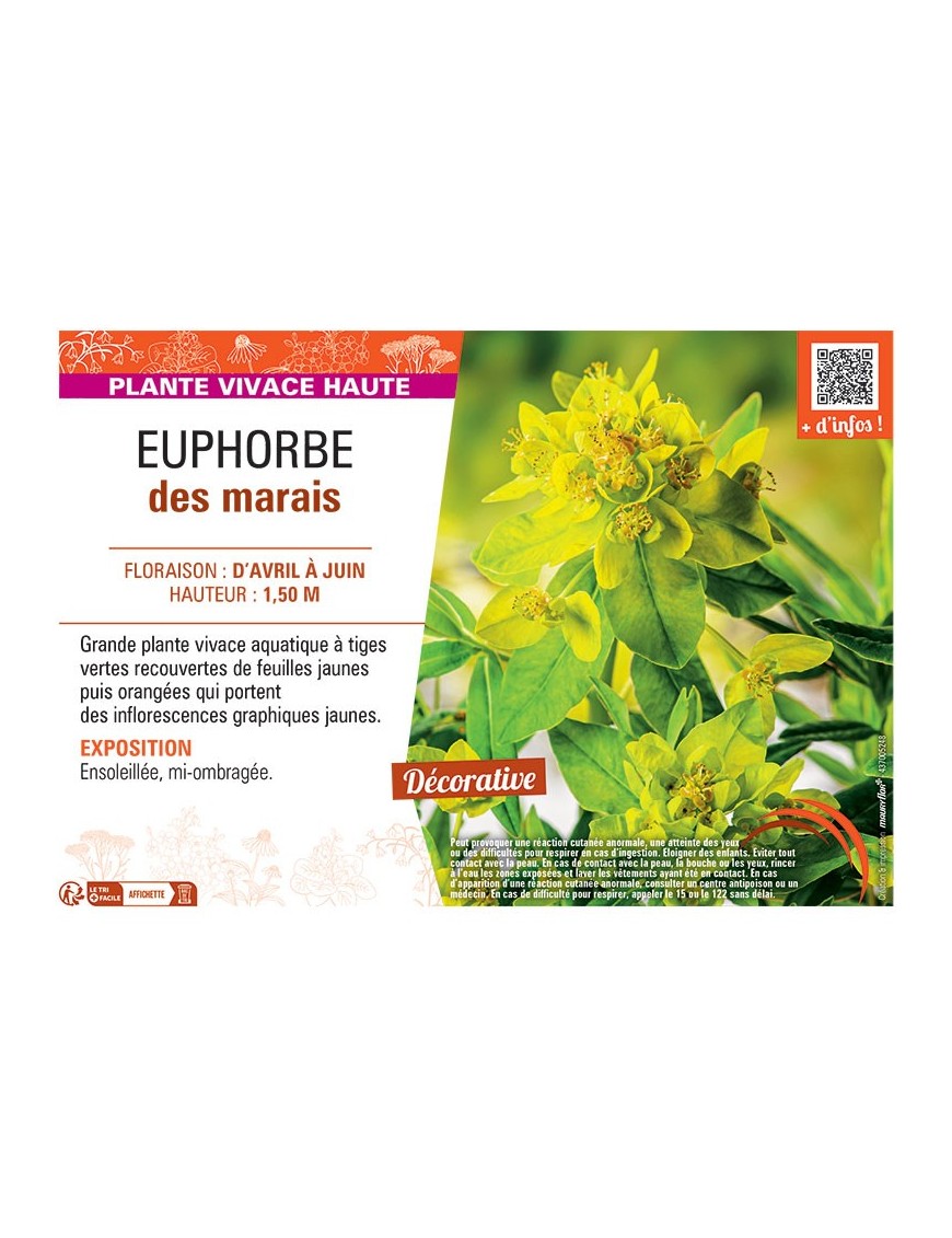 EUPHORBE DES MARAIS