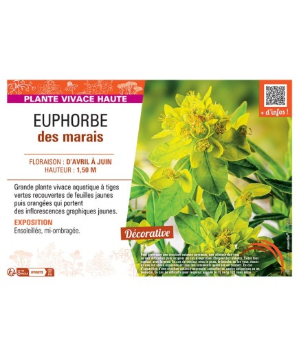 EUPHORBE DES MARAIS