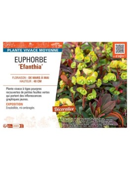 EUPHORBE EFANTHIA